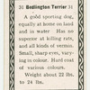 Bedington terrier.