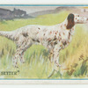 English setter.