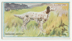 English setter.