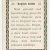 English setter.