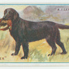 Retriever.