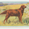 Irish setter.