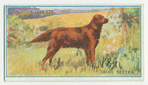 Irish setter.