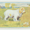 Clumber spaniel.
