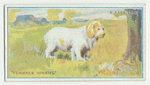 Clumber spaniel.