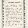 Clumber spaniel.