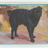 Black pug.