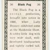 Black pug.