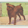 Brussels griffon.