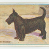 Scottish terrier.