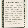 Scottish terrier.