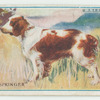 Welsh springer.