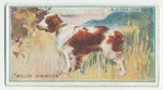 Welsh springer.