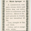 Welsh springer.