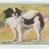 Japanese spaniel.