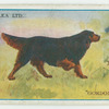 Gordon setter.
