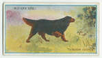Gordon setter.