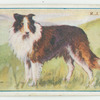 Collie.