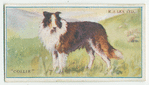 Collie.