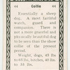 Collie.