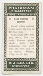 King Charles spaniel.
