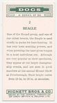 Beagle.