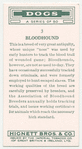 Bloodhound.