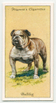 Bulldog