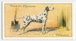 Dalmatian.