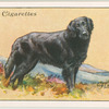 Flat-coated retriever.