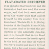 Flat-coated retriever.