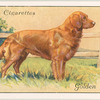 Golden retriever.