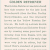 Golden retriever.