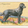 Labrador Retriever.