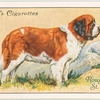 Rough-coated St. Bernard.