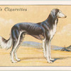 Saluki.