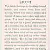 Saluki.