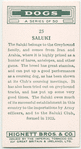 Saluki.