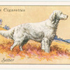 English Setter.