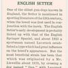 English Setter.