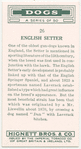 English Setter.