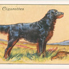 Gordon Setter.
