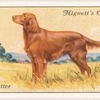 Irish Setter.