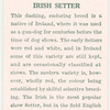 Irish Setter.