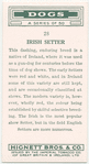 Irish Setter.