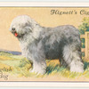 Old English Sheepdog.