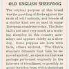 Old English Sheepdog.