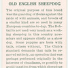 Old English Sheepdog.