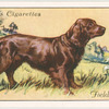 Field Spaniel.