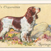 English Springer Spaniel.